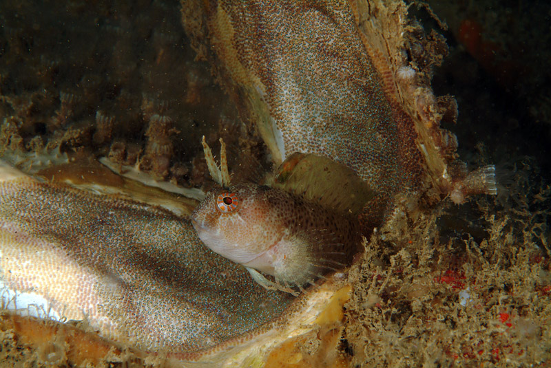 Uno scrigno pieno di vita-Parablennius tentacularis 14-06-09